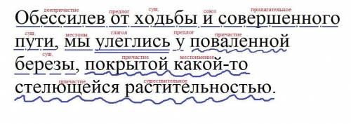 Обессилев от ходьбы и совершенного пути, мы улеглись у поваленной березы, покрытой какой-то стелющей