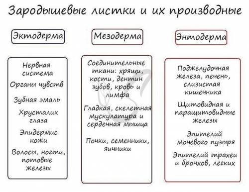 Установите соответствие между зародышевыми листиками и органами образующинся из них.А) ЭктодермаВ) Э