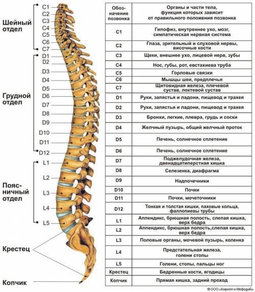 Определи верную последовательность расположения отделов в позвоночнике млекопитающих, начиная с шейн