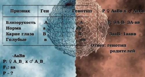 со скрещиванием У человека близорукость доминирует на нормальным зрением, а кареглазость над голубо