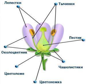 Выбери верные названия для обозначенных частей цветка.