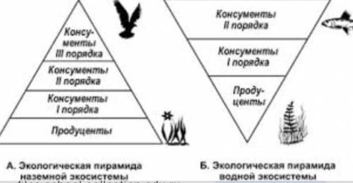 Экосистему в виде экологической пирамиды.​