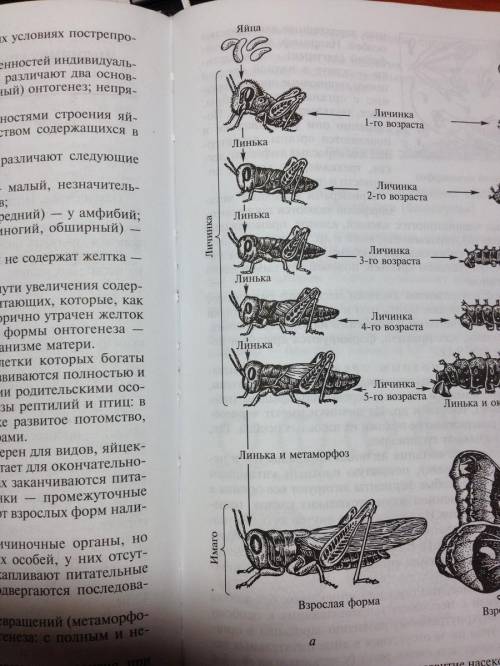 На рисунке изображены этапы развития беспозвоночного животного. Перечислите все этапы развития. (куз