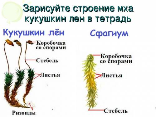 Какие из перечисленных мхов не имеют ризоидов? 1)Маршанция 2)Сфагнум 3)Риччия 4)Кукушкин лён