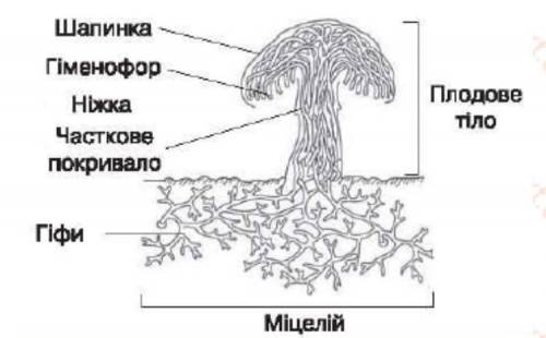 Що знаходиться у нижний частини шапинки трубчастого гриба