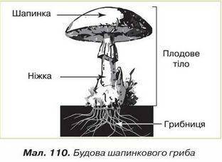 Вкажіть, що складається із шапинки і ніжки спора грибниця плодове тіло плід гриба