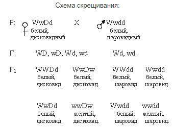 Задача: У фигурной тыквы белая окраска плодов W доминирует под желтой ԝ. Какие типы гамет образуют р