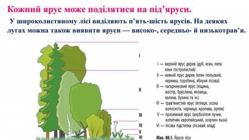 Верхній ярус лісу утворюють: А шипшина Б дуб В ліщина Г граб 2 відповіді будь ласка до 14.00