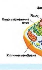 Будова оболонки вірусів,прокаріотів,еукаріотів