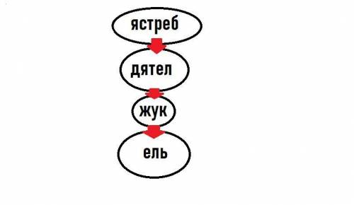 №8. Составь и нарисуй экологическую модель пищевых связей и пищевой цепочки животных зоны тайги (Жук