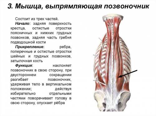 Как называется мышца, которая выделена на рисунке? 1. большая ромбовидная мышца 2. трапециевидная мы