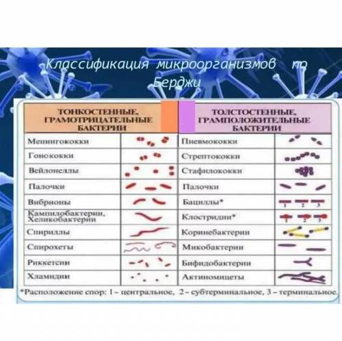 Назовите все уровни организации бактерии​