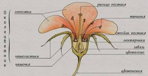 Части цветочка названиечастью. ​