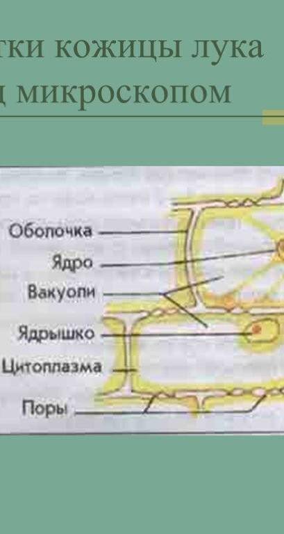 Зарисуйте в тетради клетки кожицы лука. Подпишите их части. Сделайте вывод