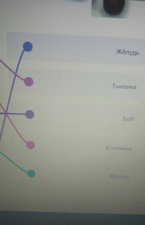 Соотнесите названия плодов и растений. Некоторые названия плодов могут использоваться неоднократно и