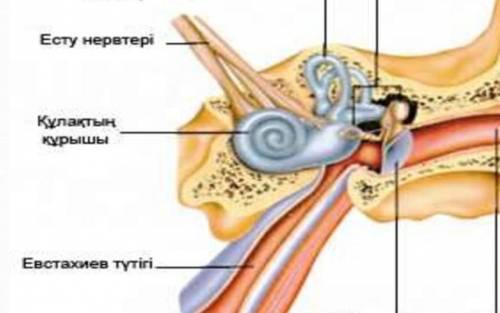 Евстахий түтігі орналасады?​