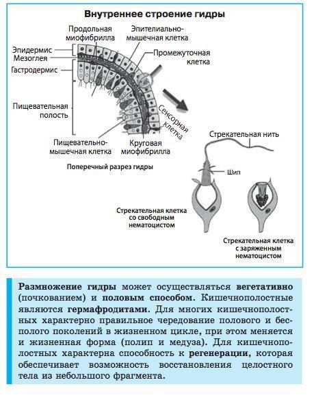 Как размножаются и развивается гидра? Что такое гермафродитизм?Что такое планула​