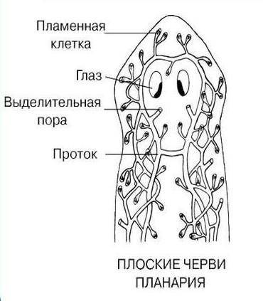 Что такое двусторонняя симметрия тела? 2. Как питается планария?3. Как устроена выделительная систем