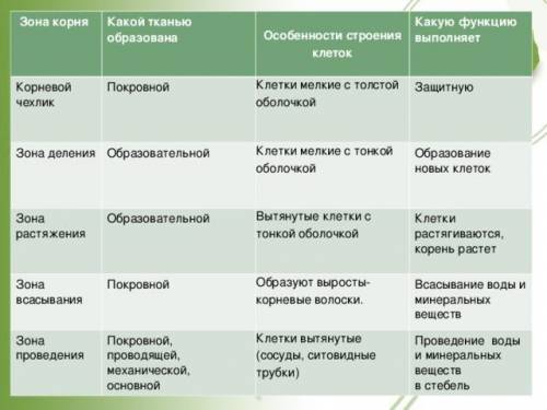 2. Выразите информацию о зонах корня в виде таблицы.​