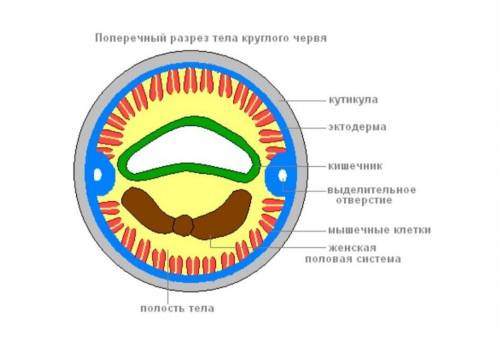 Чем характеризуется внешнее строение аксариды?​