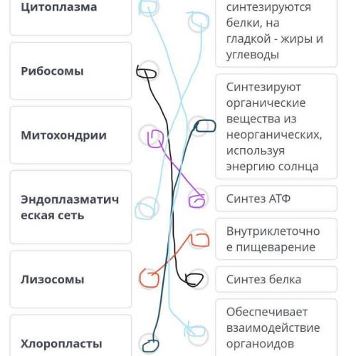 Установите соответствие между органоидом клетки и его выполняемой функцией. ​