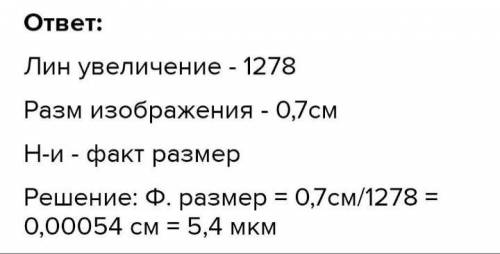 Линеиное увеличение клеток А. Укажите название органонда изображенного под буквой С. B. Определите т