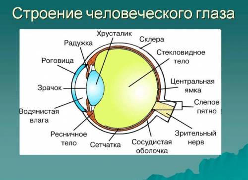 Строение глаза перечислить​