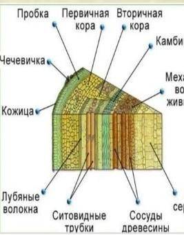 ответьте на вопросы: 1.Назовите органы , участвующие в транспорте веществ у растений. 2.Зарисуйте в