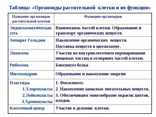 Установите соответствие между органоидом и его функцией​