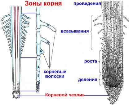 Сделайте рисунок строения корня, подписав зоны деления, растяжения (роста), всасывания и проведения