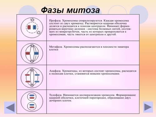 Плохо понимаю биологию поэтому здесь надеюсь на то что кто нибудь даст ответы.