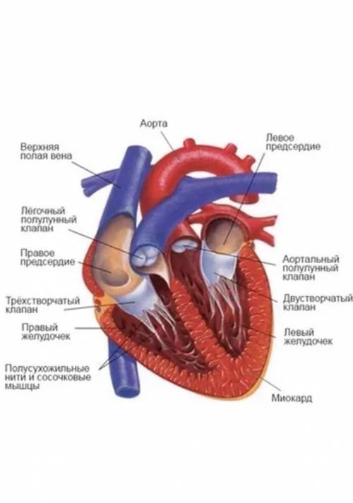 2.Опишите строение сердца.​