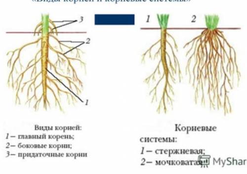 Приведите примеры вида корня у корнеплодов, корнеклубней