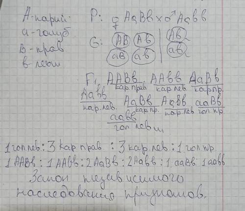 У человека карий цвет глаз доминирует над голубым (а), а лучше владеть правой рукой над леворукостью