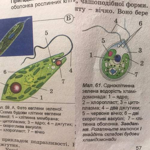 Укажіть клітини губок у яких є джгутик