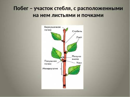 Перечислить участки стебля.