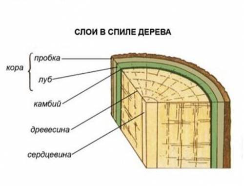 Как называется внутреннее строение растений?