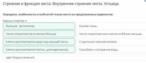 Строение и функции листа. Внутреннее строение листа. Устьица. Определи, особенности столбчатой ткани