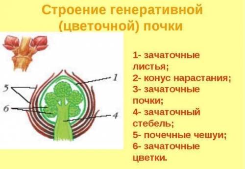 Виды почек. Строение генеративной почки(перечислить)