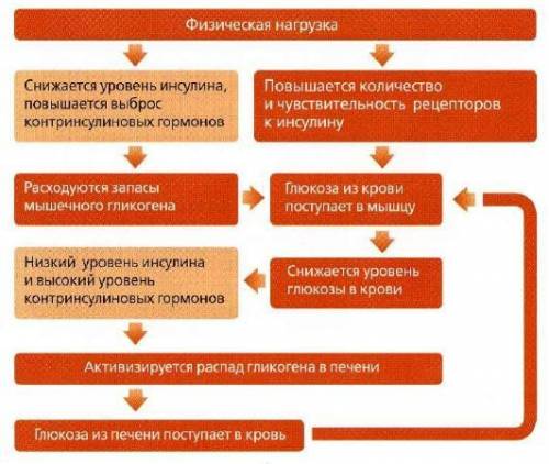 Нарисуйте схему организм при физических нагрузках