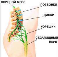 Поясничный отдел позвоночника составляют​