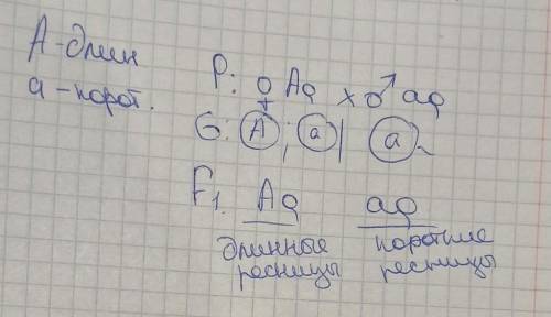 3. У человека ген длинных ресниц доминирует над геном коротких ресниц. Женщина с длинными ресницами,