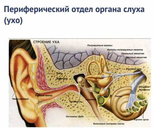 ЗАДАНИЕ 5 или 6 а лучше 2 :(