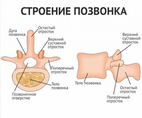 Ктонибудь Строение типичного позвонка определение.