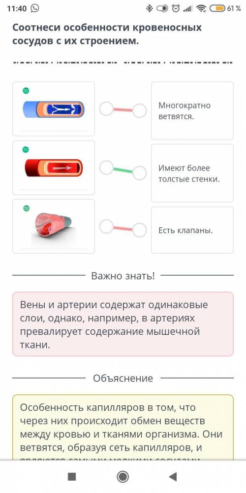 Строение и функции сердца и кровеносных сосудов у кольчатых червей (дождевой червь), моллюсков, член