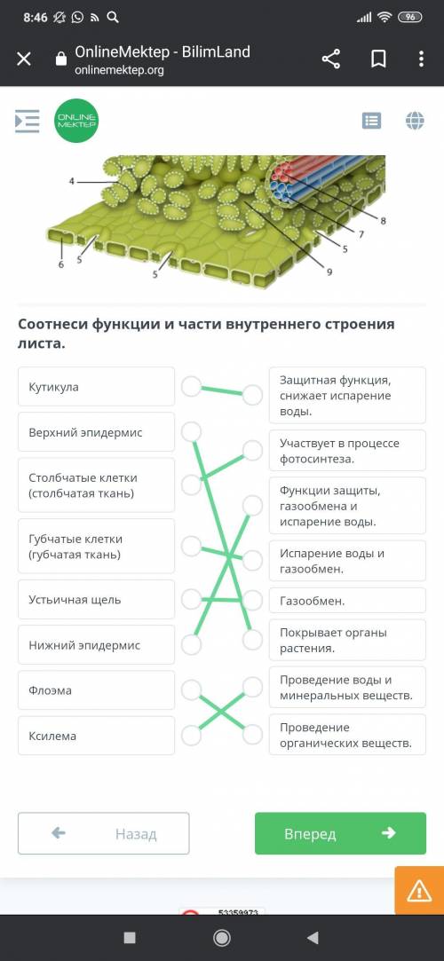 На рисунке показано внутреннее строение листа (поперечный срез). Соотнеси функции и части внутреннег