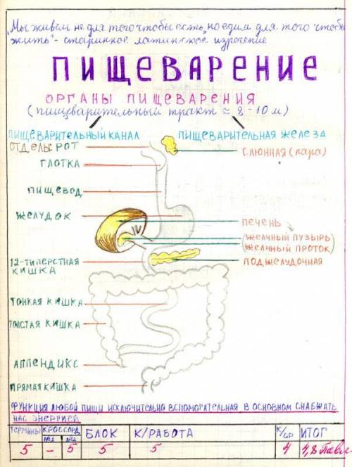 Как можно оформить тетрадь по биологии? ​