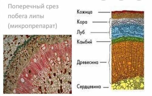 Определи правильную последовательность внутреннего строения стебля1 сердцевина1 каби1 Древесина1 Kop