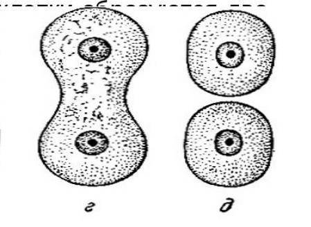 Как происходит деление клеток​