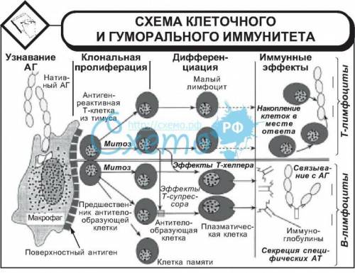 Анализ 1.Проанализируйте этапы формирование иммунного ответа организма 2.изобразите в виде схемы имм